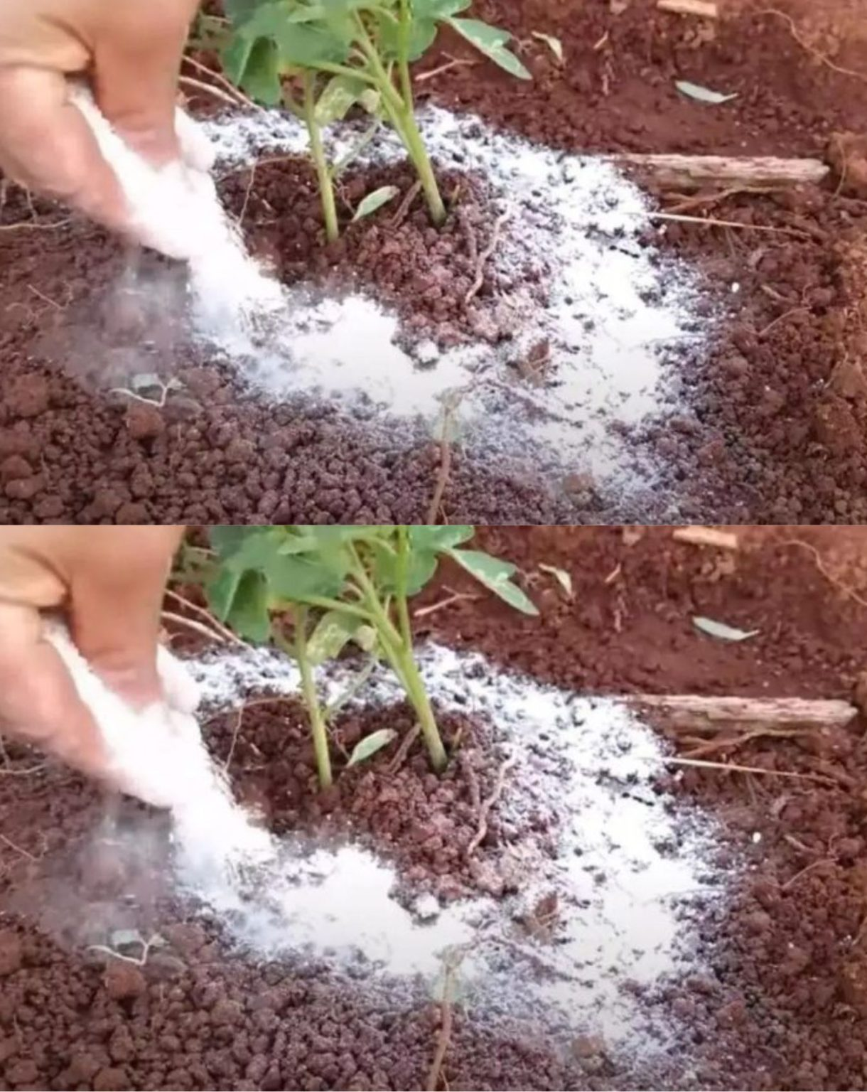 Le Bicarbonate De Soude Est Le Meilleur Ami Du Jardinier Voici