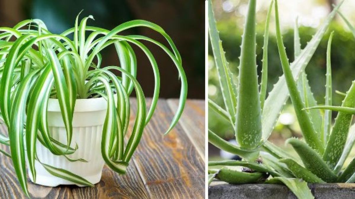 Des Plantes Adéquates Pour Décorer Votre Intérieur Et Le Purifier Top Recettes 